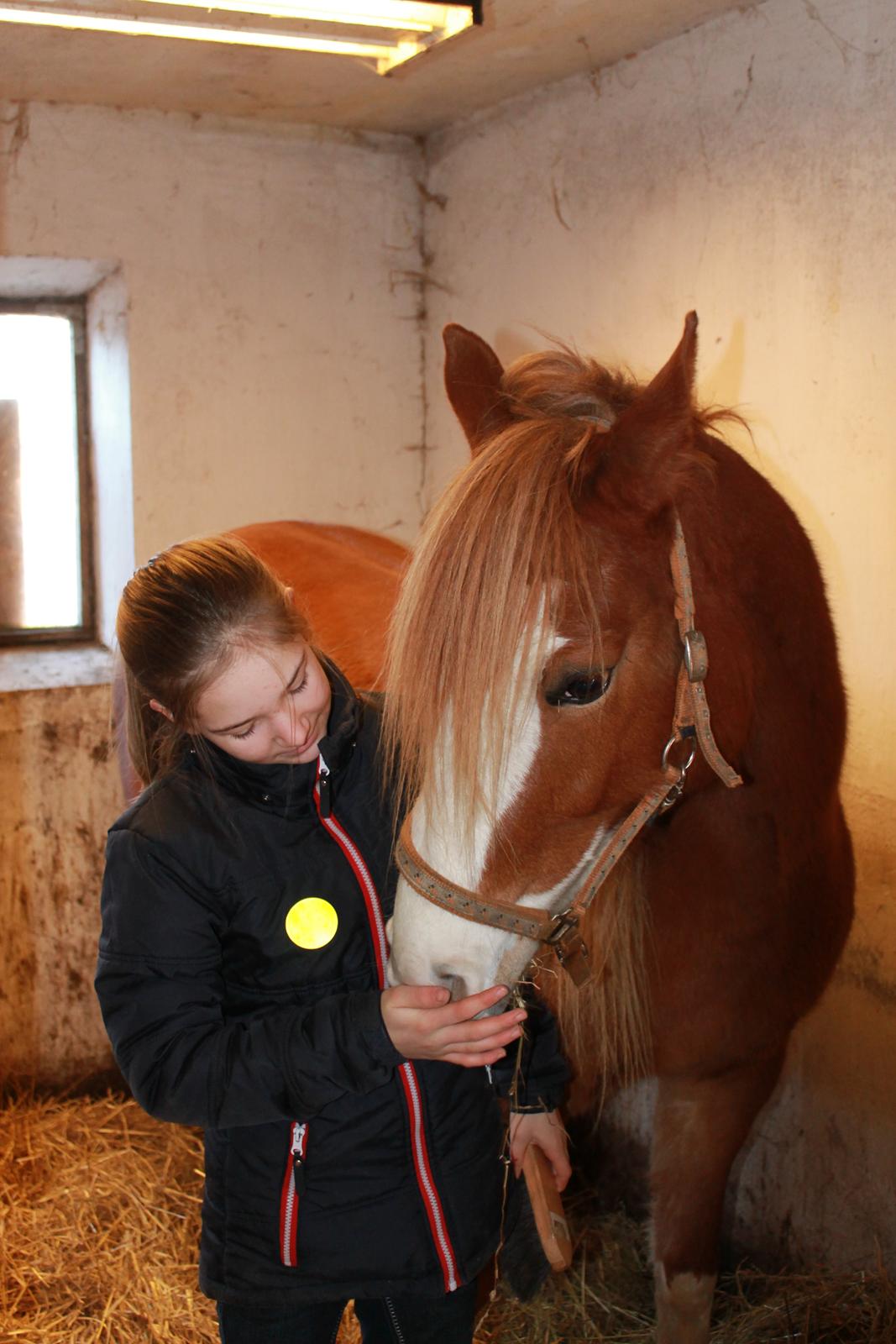 Welsh Partbred (Sec F) Xenobia - Kærlighed ved første blik<3 billede 1