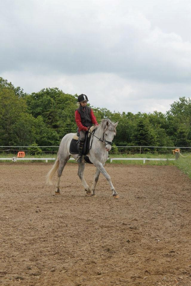 Welsh Pony (sec B) Foxy - Træning. billede 4