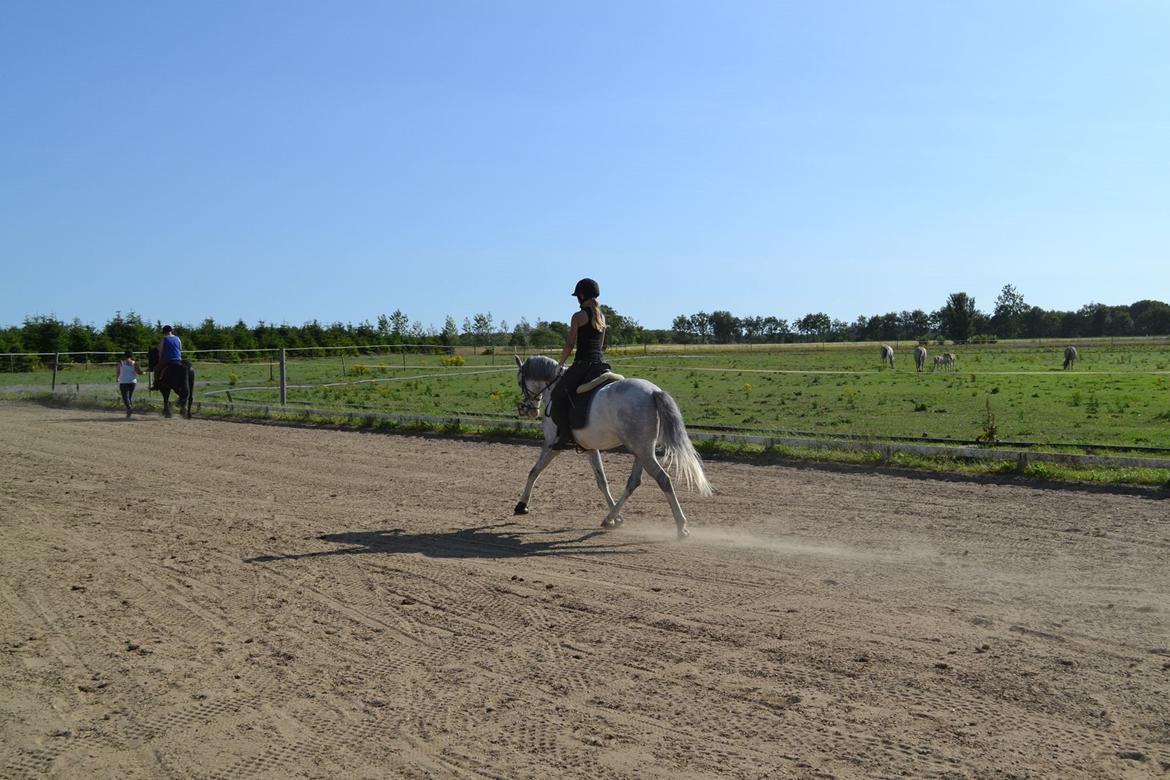 Welsh Pony (sec B) Foxy - Træning. billede 6