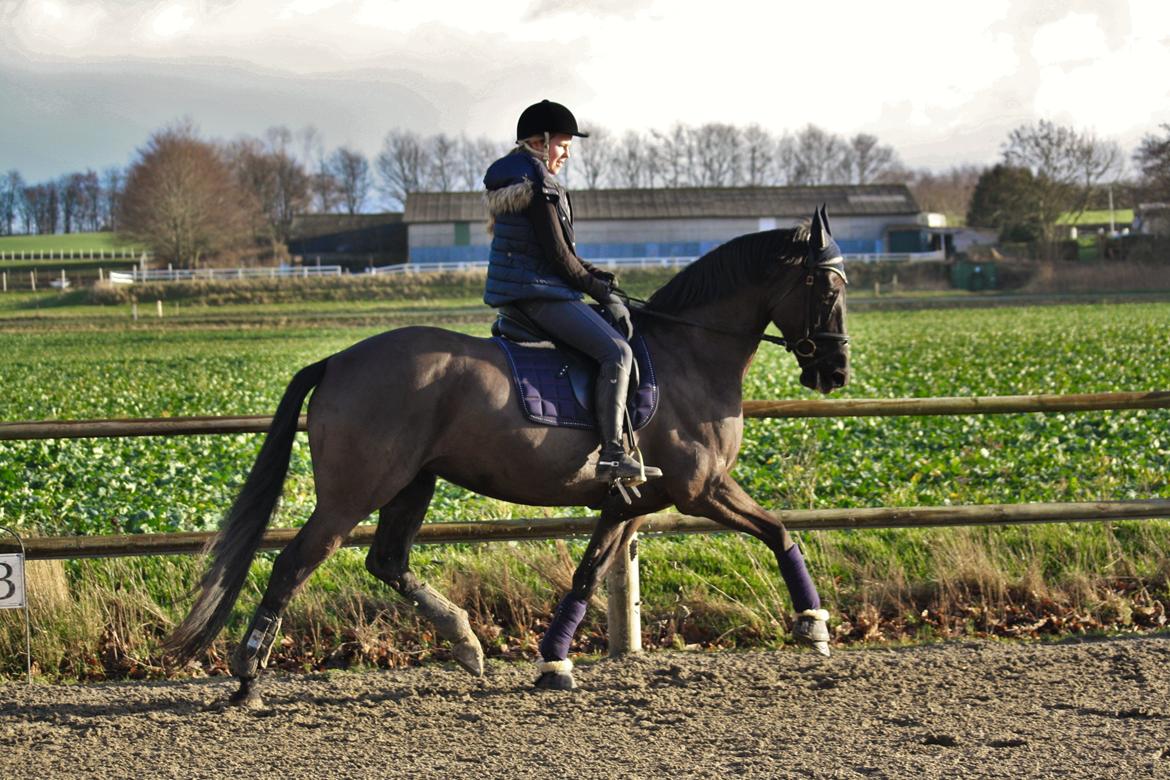 Dansk Varmblod Lyrik billede 15