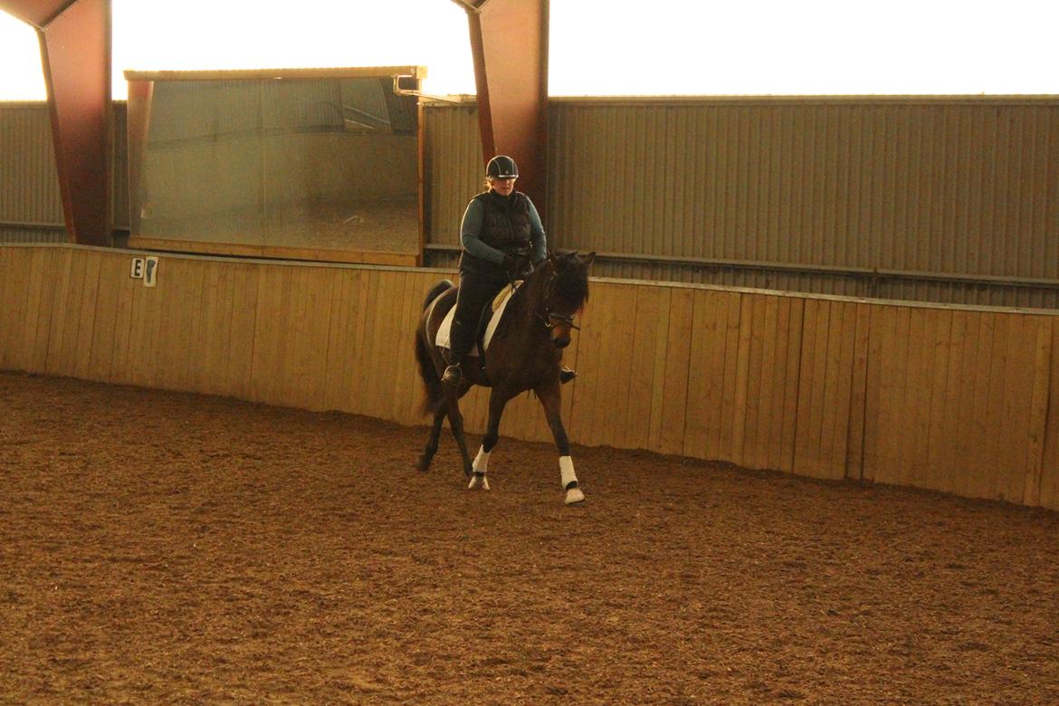 Anden særlig race Anubis - Anubis og jeg til dressur kursus  billede 14