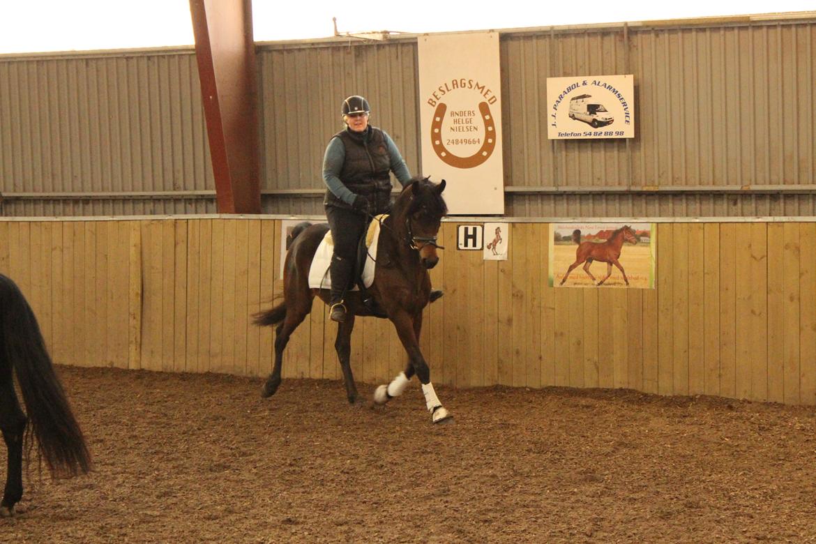 Anden særlig race Anubis - kursus billede 15