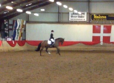 Tysk Varmblod Ak's Crispy - Fine bagben :-) Crispys stævnedebut på Hosk - Januar 2014. billede 18