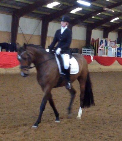 Tysk Varmblod Ak's Crispy - Crispys stævnedebut på Hosk - Januar 2014. billede 30