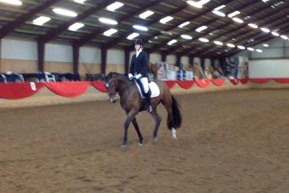 Tysk Varmblod Ak's Crispy - Crispys stævnedebut på Hosk - Januar 2014. billede 32