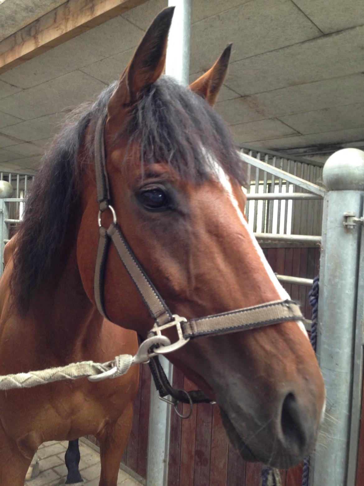 Anden særlig race Leonardo (Line Prince) - Den smukkeste Leo!
Fotograf: Mig <3 billede 6