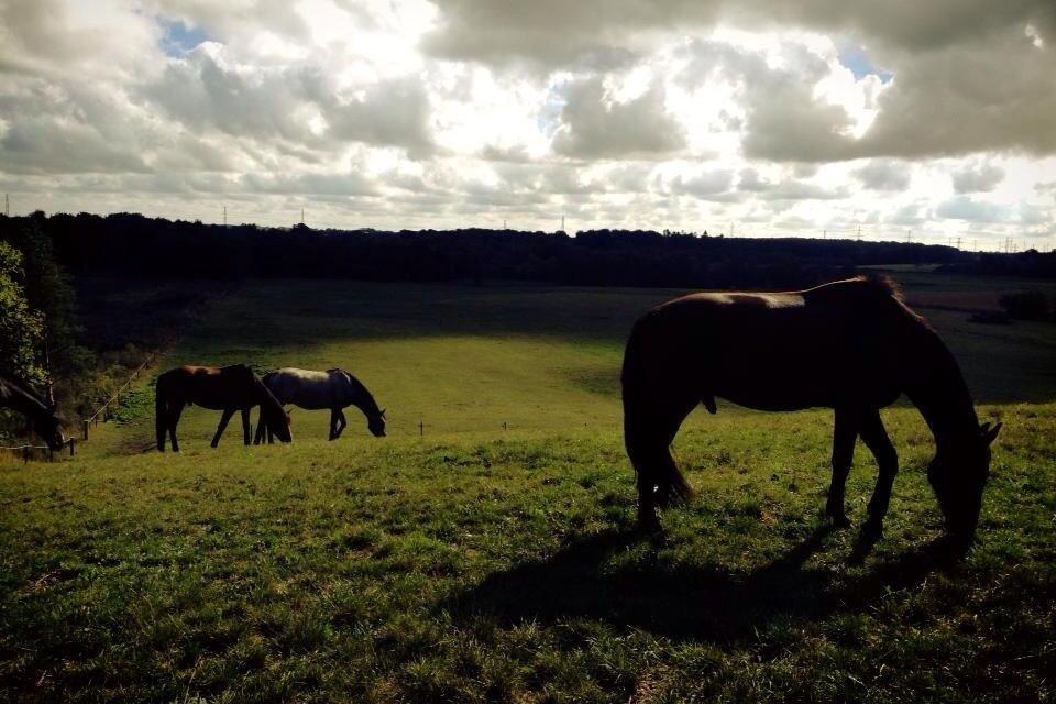 Anden særlig race Leonardo (Line Prince) - Leo på sommerfold, med sine to venner, Magnum og Hilton (Leo helt ude til venstre) 
Fotograf: Signe <3 billede 7