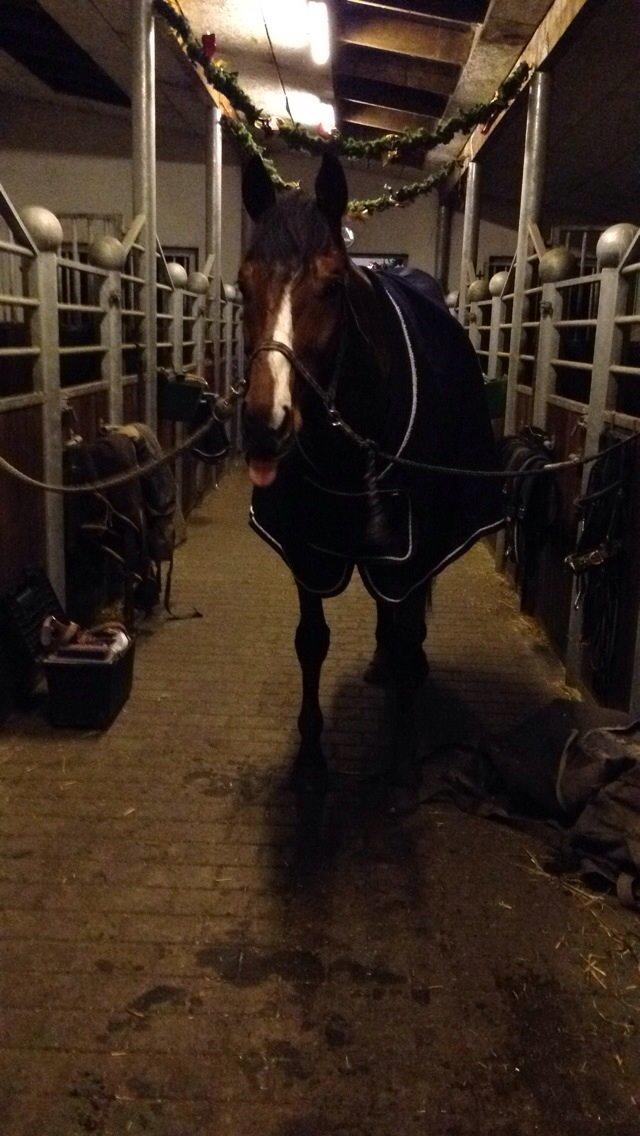 Anden særlig race Leonardo (Line Prince) - Leo efter en dejlig ridetur
Fotograf: Mig <3 billede 8