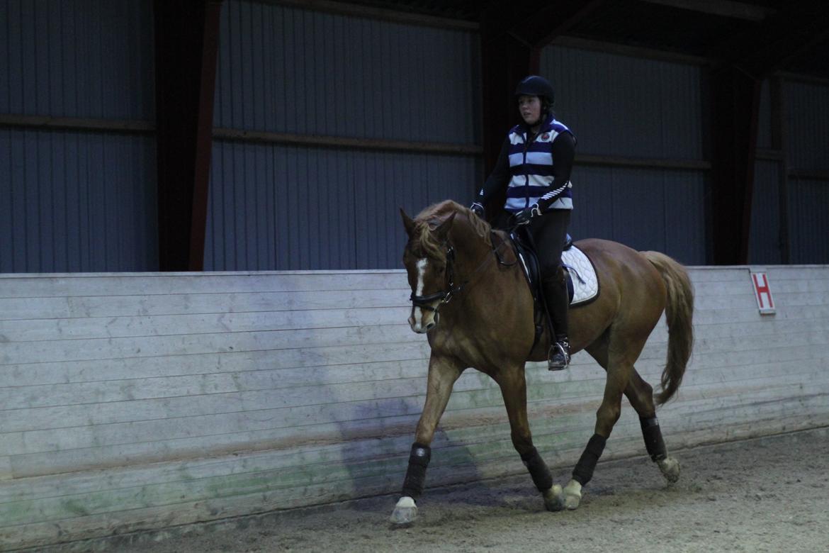 Dansk Varmblod Rotman Enshøj billede 2