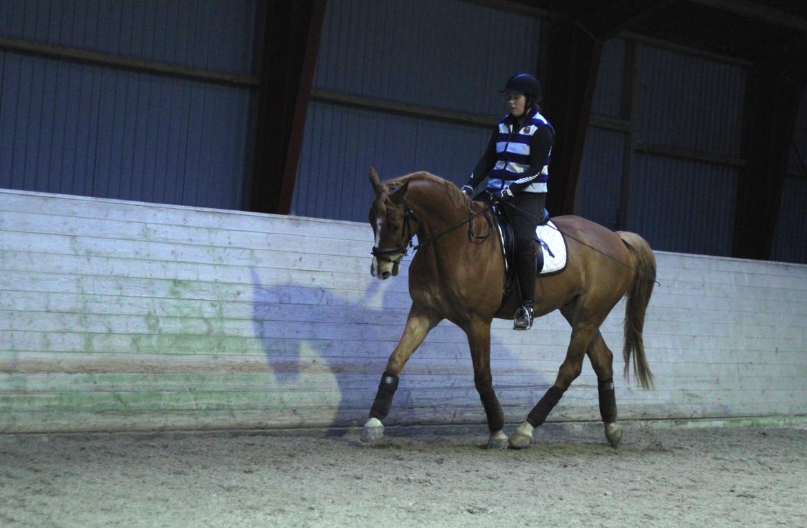 Dansk Varmblod Rotman Enshøj billede 11