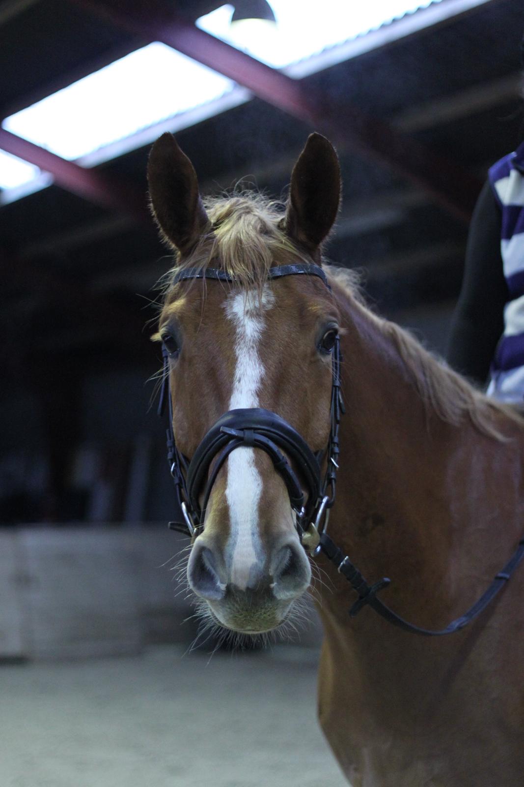 Dansk Varmblod Rotman Enshøj billede 3