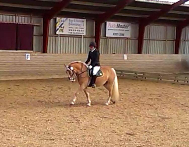 Haflinger Pegas billede 20
