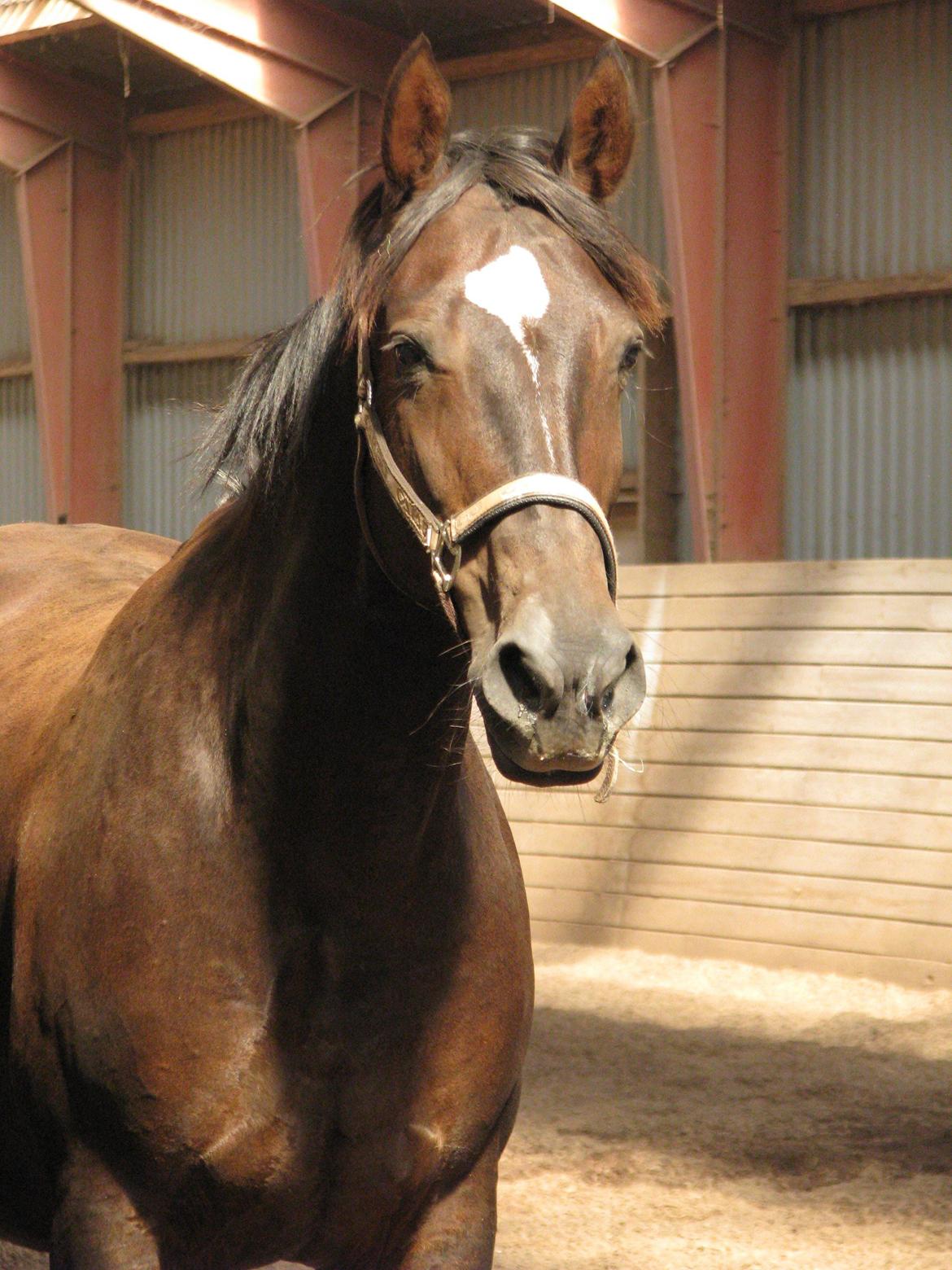 Oldenborg Etasja af Hvarre billede 16