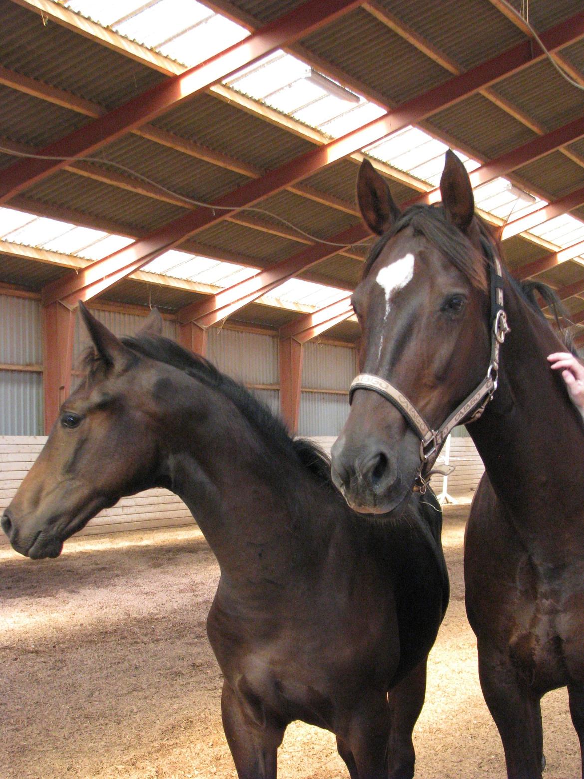 Oldenborg Etasja af Hvarre billede 17