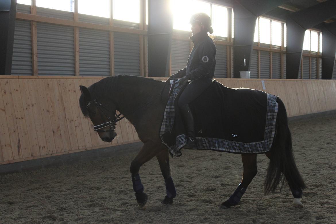 New Forest | Elmholts Scharett billede 2