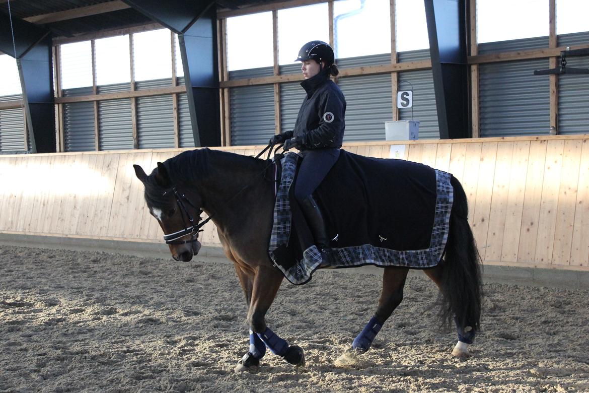 New Forest | Elmholts Scharett billede 3