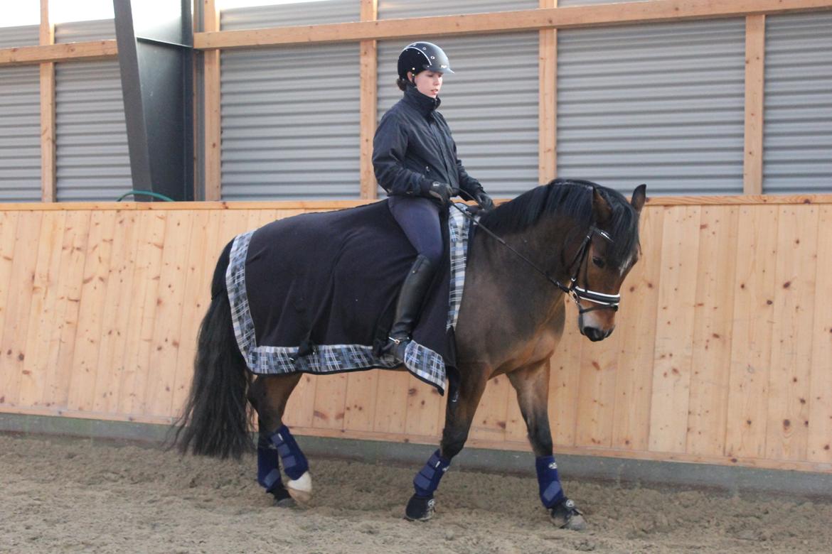 New Forest | Elmholts Scharett billede 4