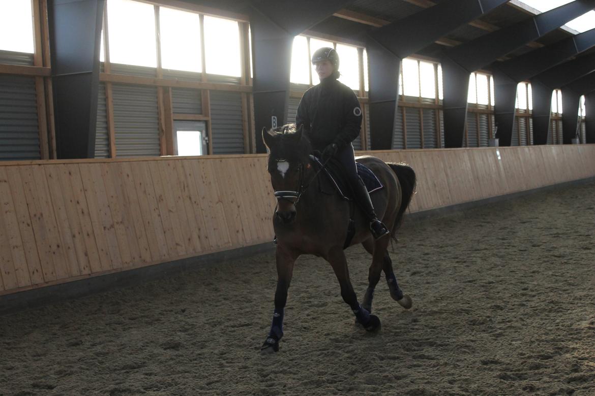 New Forest | Elmholts Scharett billede 5