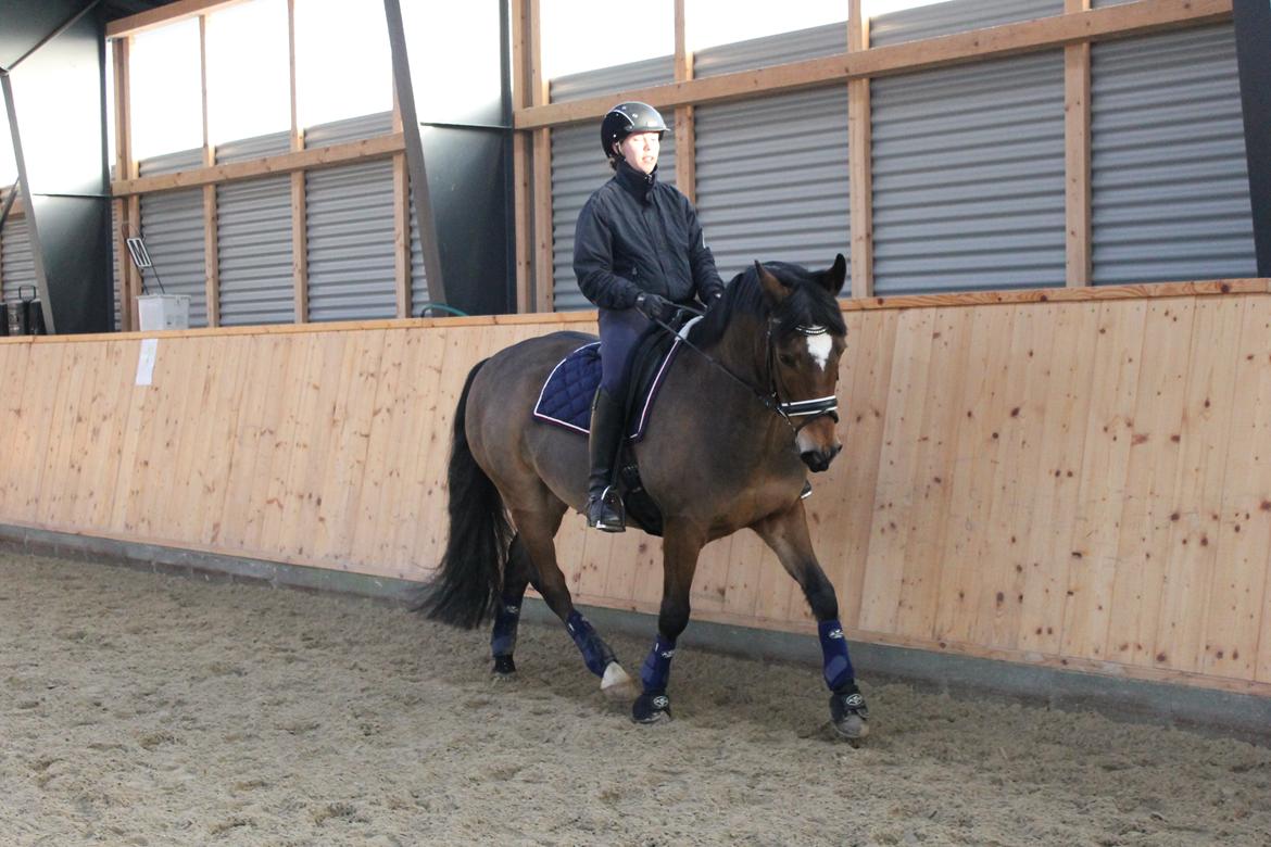 New Forest | Elmholts Scharett billede 6