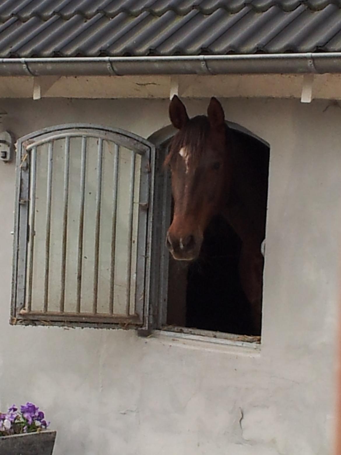 Oldenborg Etasja af Hvarre billede 18