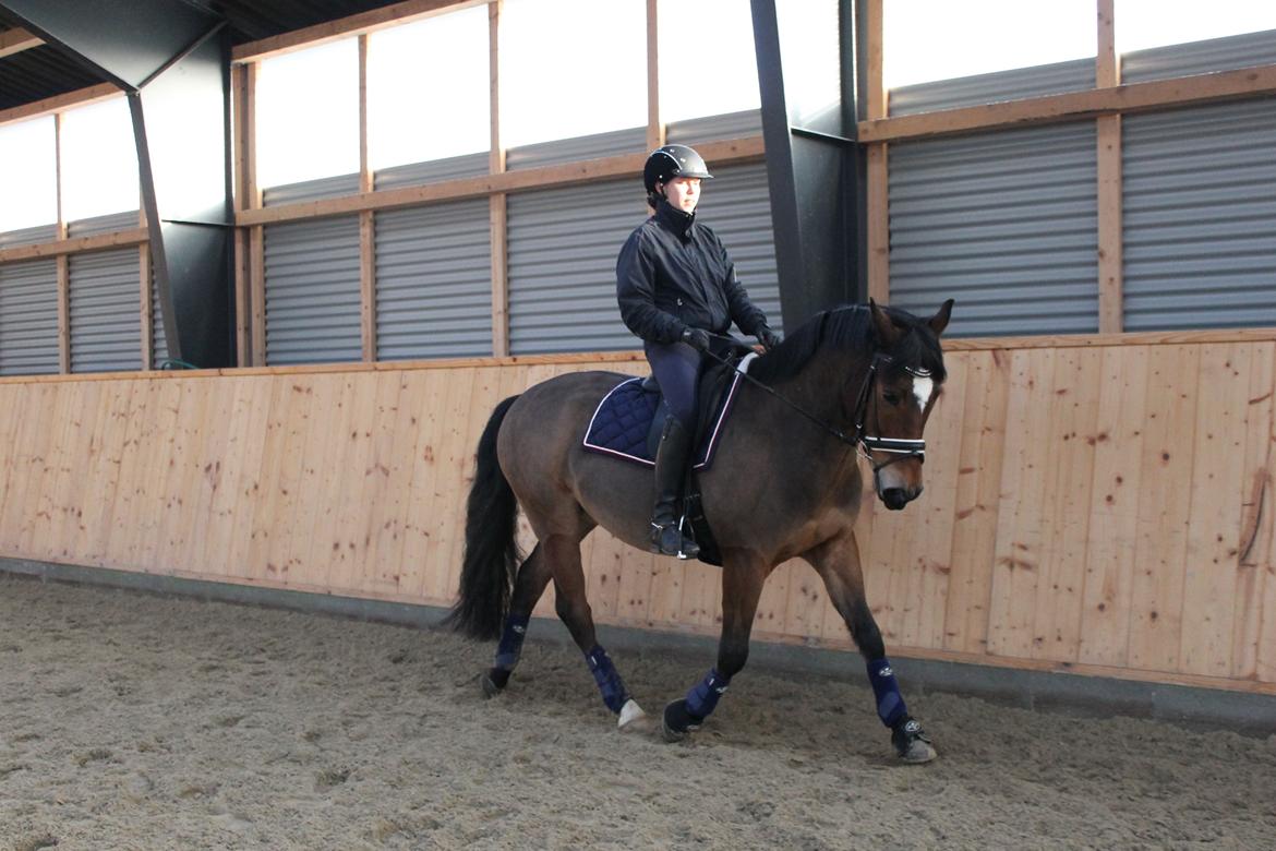 New Forest | Elmholts Scharett billede 7