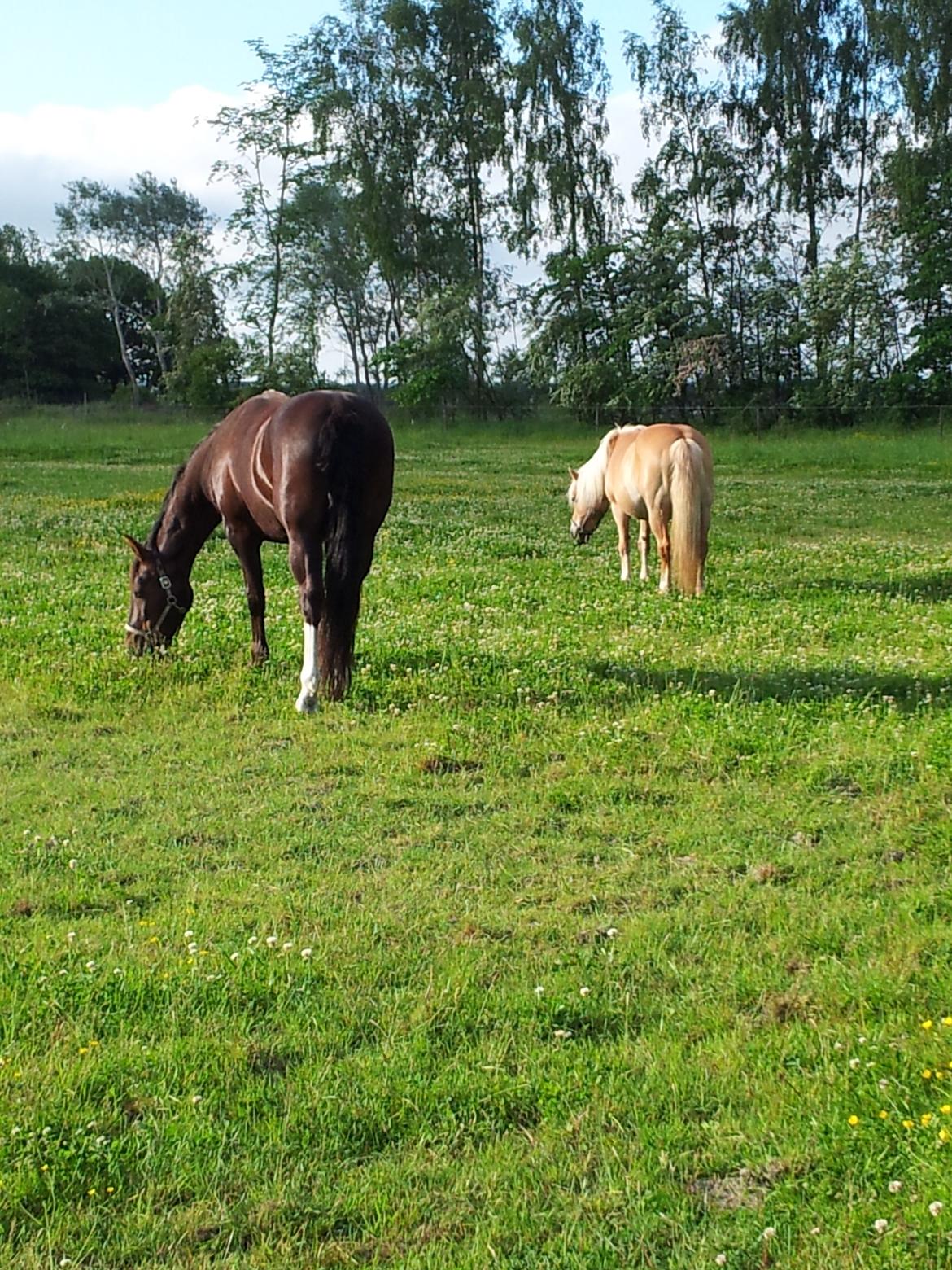 Oldenborg Etasja af Hvarre - Sidste sommer idyl mine dejlige piger havde sammen :O) billede 20