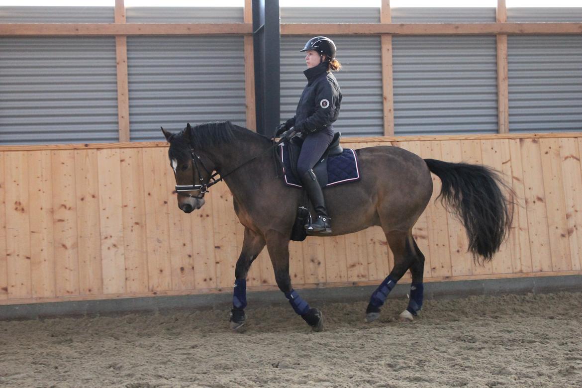 New Forest | Elmholts Scharett billede 9