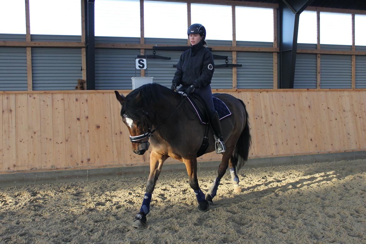 New Forest | Elmholts Scharett billede 8