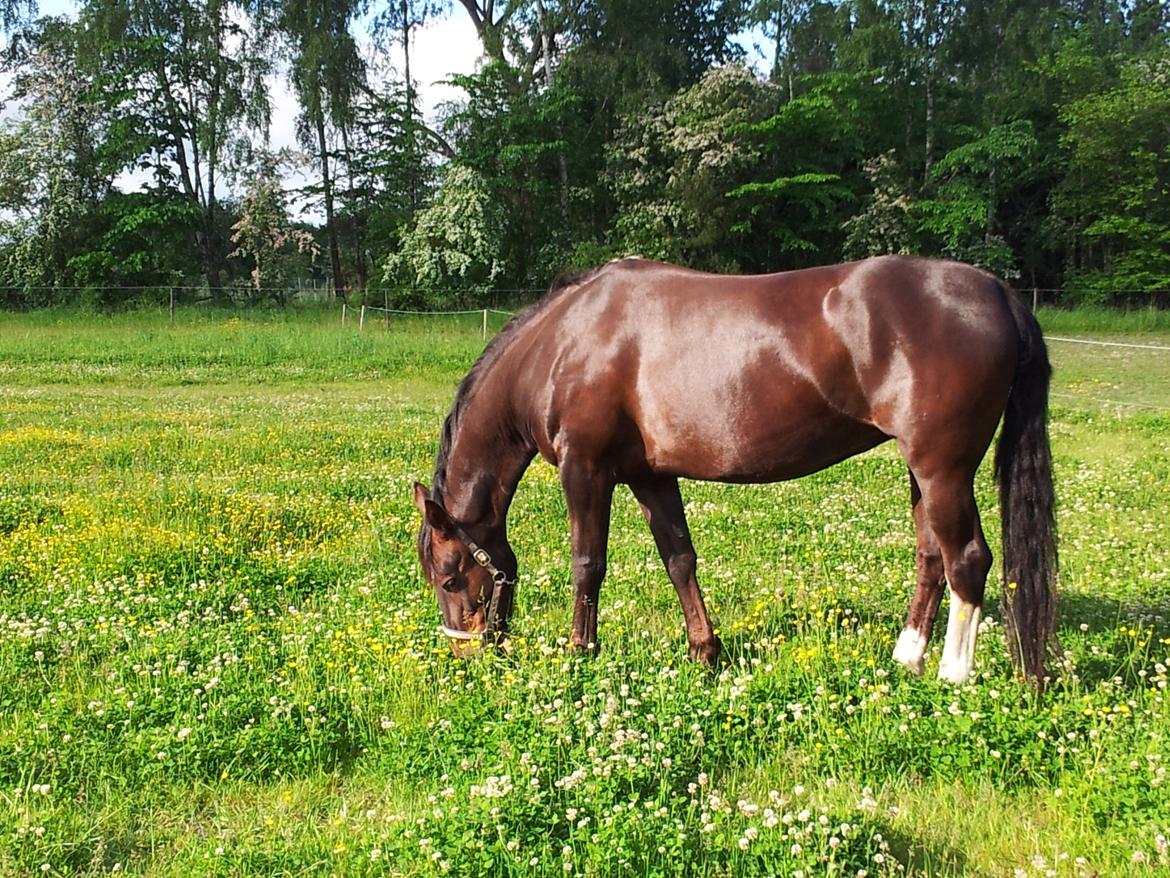 Oldenborg Etasja af Hvarre billede 21
