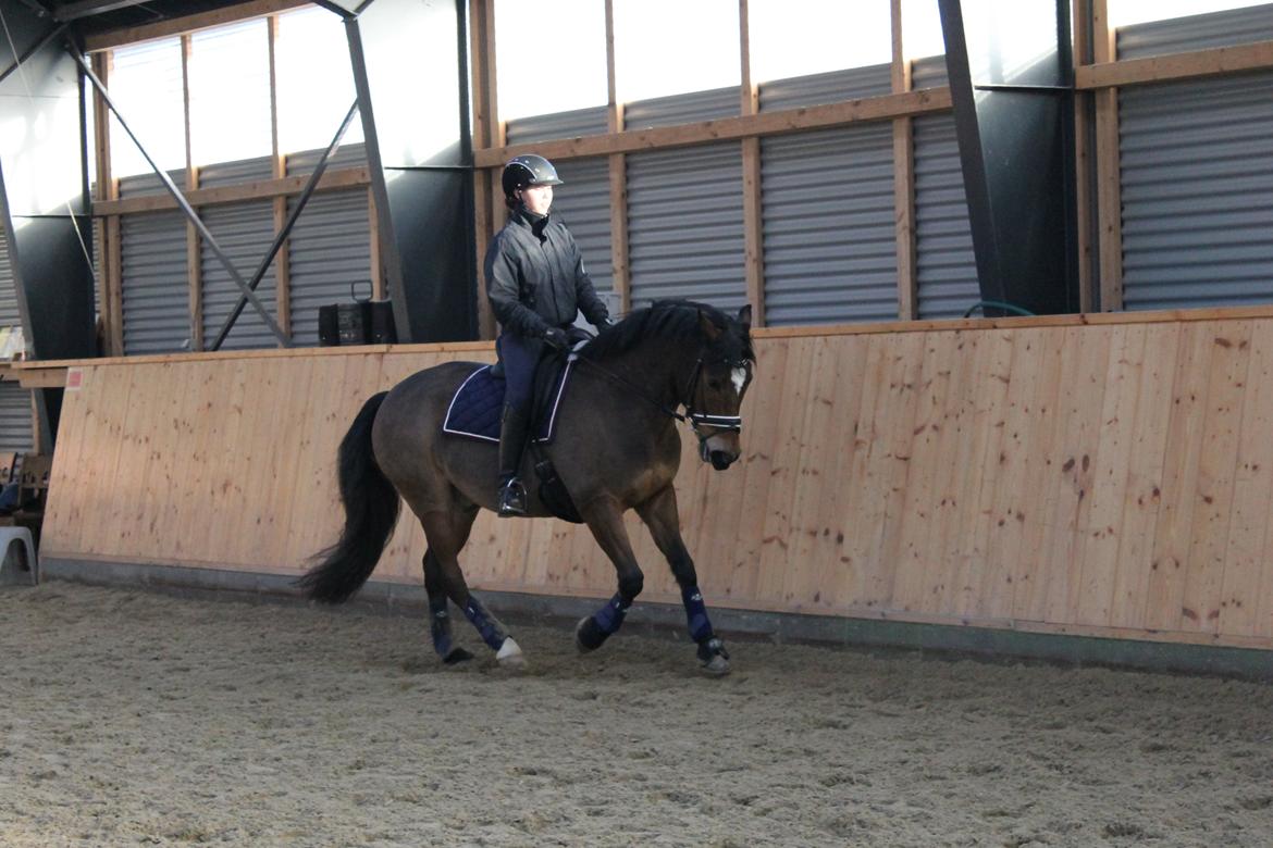 New Forest | Elmholts Scharett billede 10