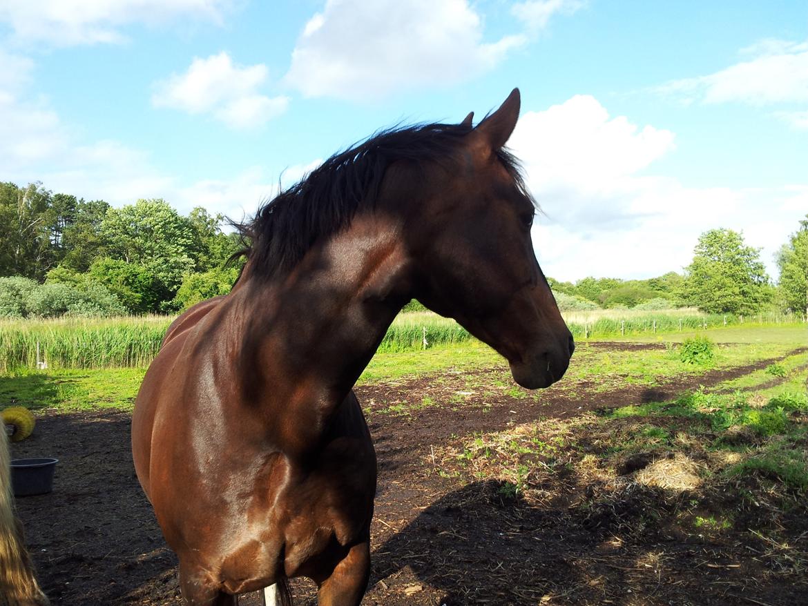 Oldenborg Etasja af Hvarre billede 1