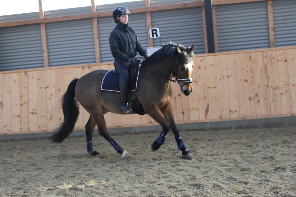 New Forest | Elmholts Scharett billede 1