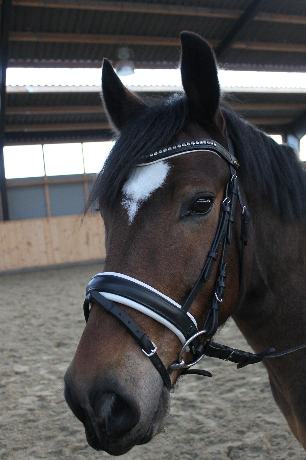 New Forest | Elmholts Scharett billede 12