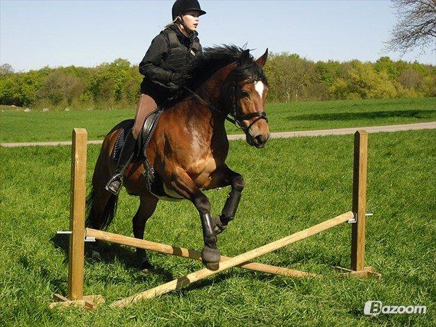 New Forest | Elmholts Scharett billede 14