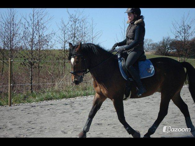 New Forest | Elmholts Scharett billede 15