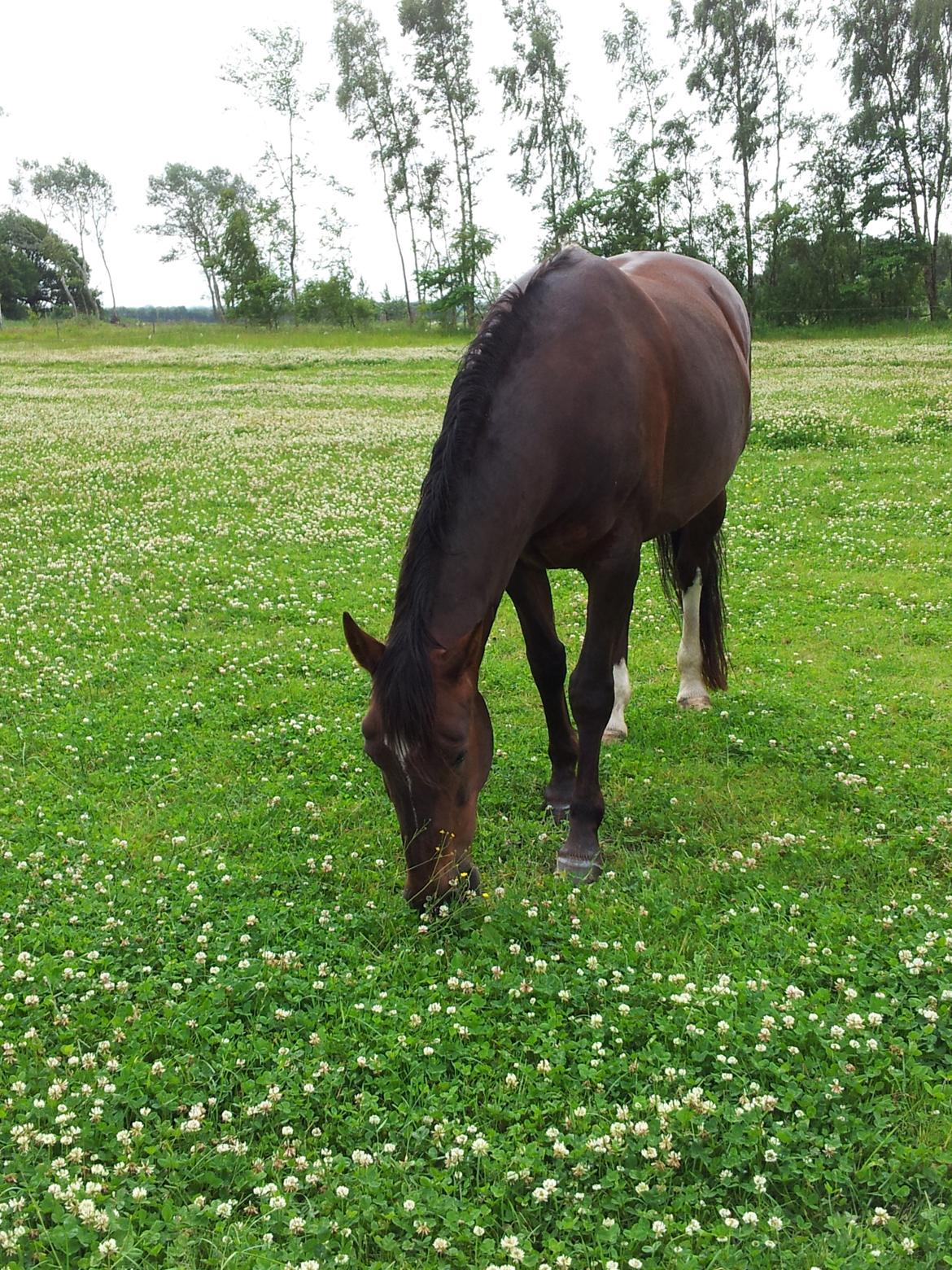 Oldenborg Etasja af Hvarre billede 22