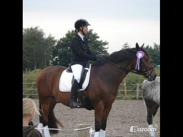 New Forest | Elmholts Scharett billede 16