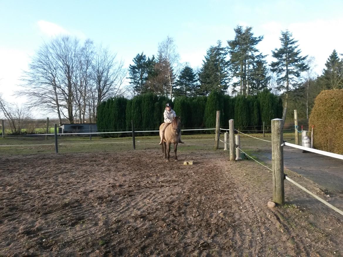 Anden særlig race Skovbjerggaards Astucia - på ryggen af astucia!  billede 18