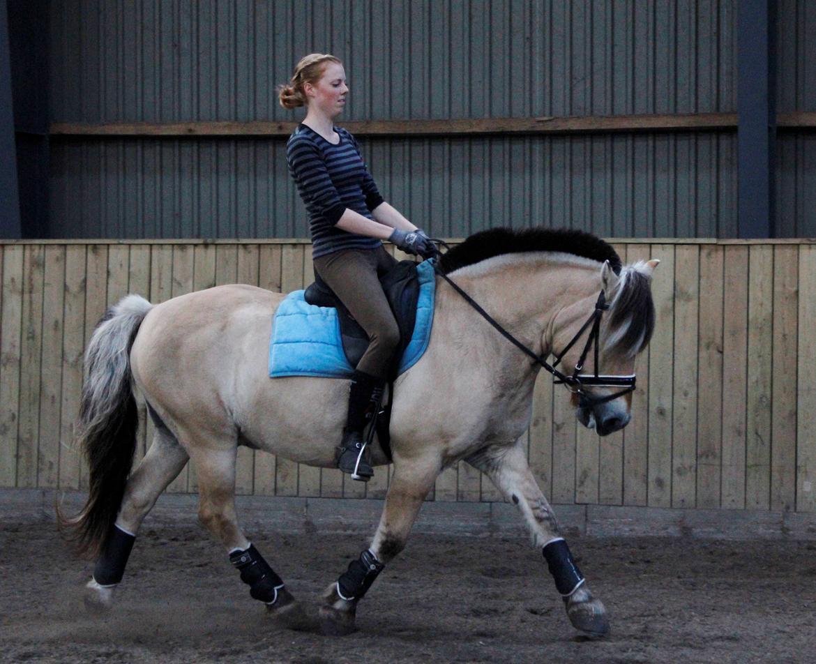 Fjordhest Nikolaj (Niko) billede 20