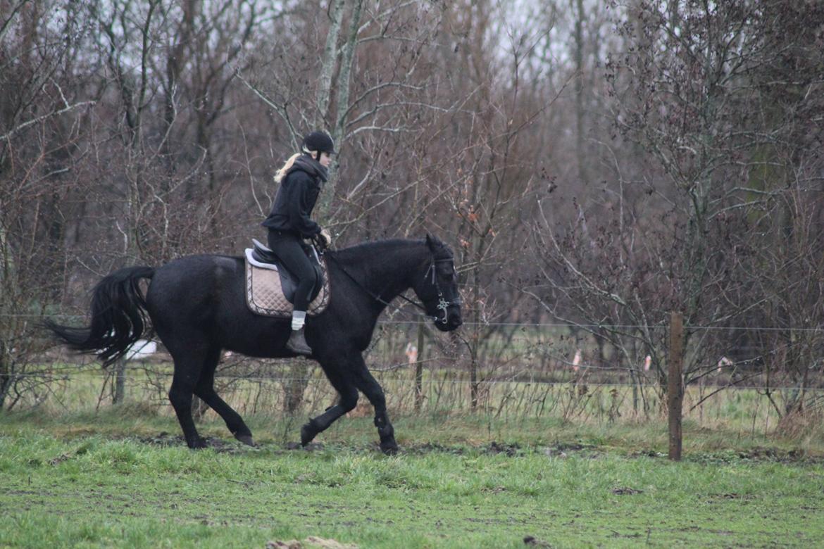 Anden særlig race MartiniQue, ^^min savnede hest - this horse, it mean everything to me..:') billede 25