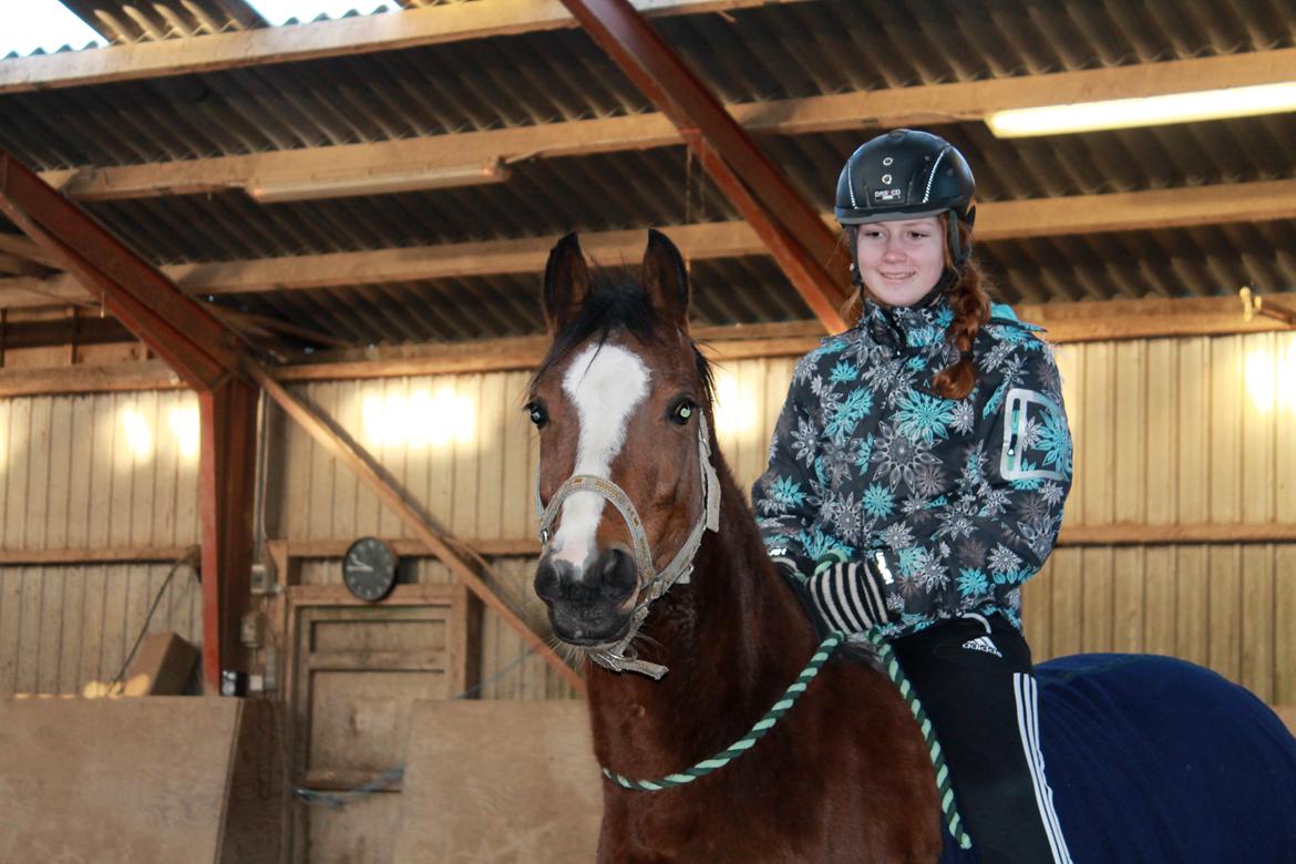 Welsh Partbred (Sec F) Lafayettte (Lami) - Min lama under genoptræningen efter hun har stået halt i 4 mdr.. 11/1-14<3
_vi tager den lige i cordeo<3 billede 4