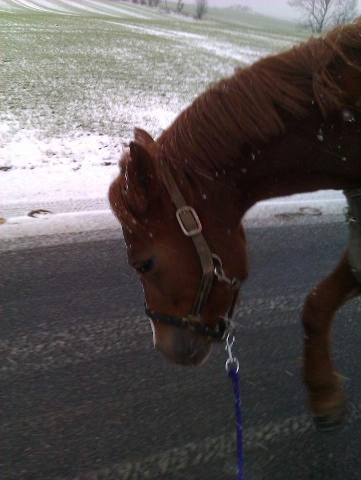 Hollandsk Sportspony zoe v.d. noarderein - sne  billede 23