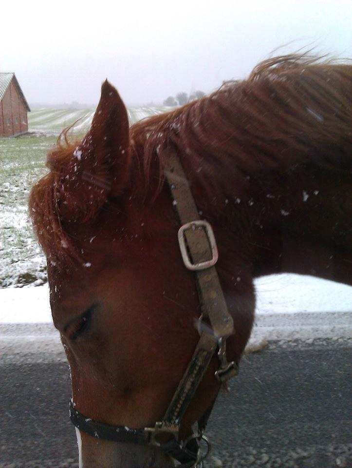 Hollandsk Sportspony zoe v.d. noarderein - kan ikke lide sne billede 24