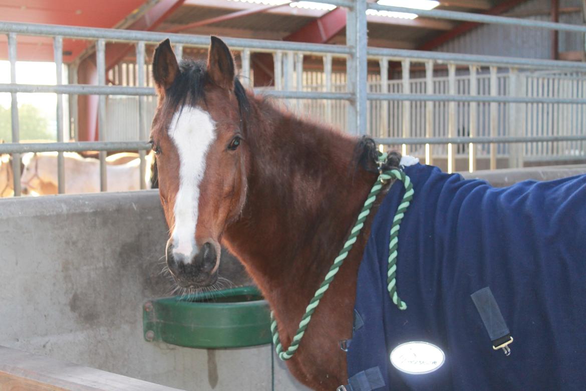 Welsh Partbred (Sec F) Lafayettte (Lami) billede 20