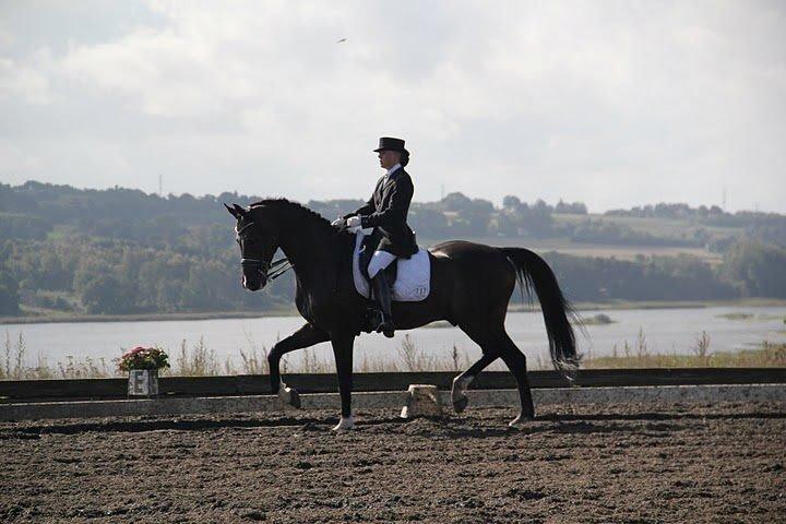 Dansk Varmblod Don Carif (Følle) billede 19