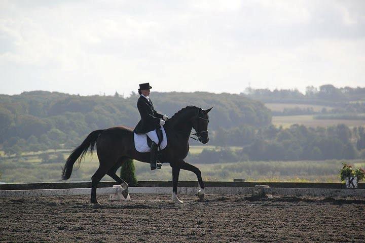 Dansk Varmblod Don Carif (Følle) billede 7
