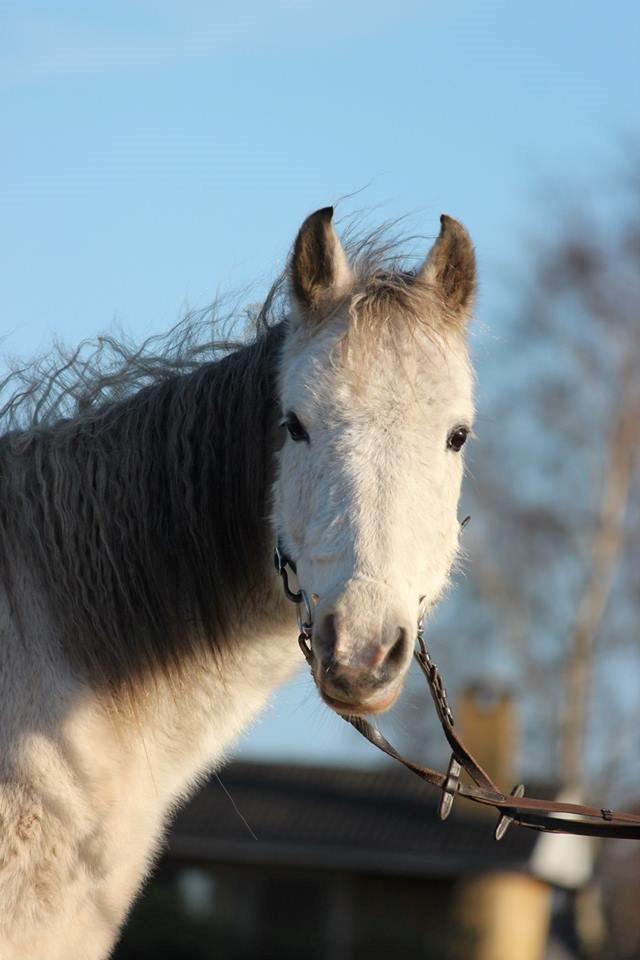 Anden særlig race Schødtsmindegårds Jody - Velkommen til Jodys profil! :-)
Håber I vil tage godt imod hende ♥ billede 1