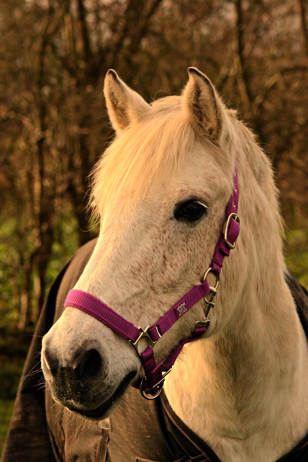 Anden særlig race Miss Dulle *Stjernepony* billede 5