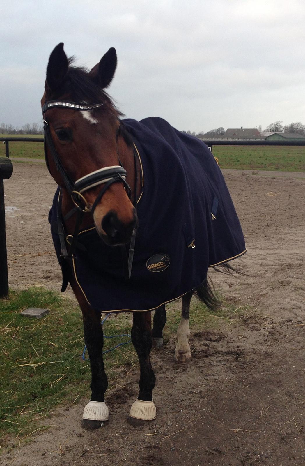 Hannoveraner Don Magic billede 27