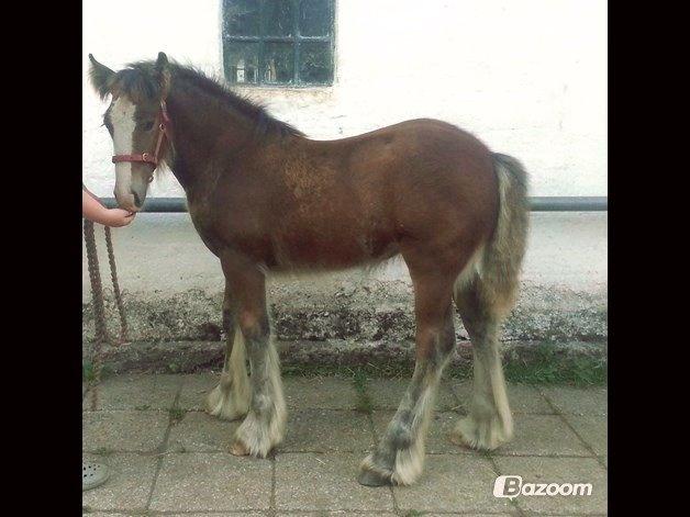 Irish Cob Zooey  - 3½ måned gammel <3 billede 6